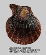 Laevichlamys squamosa (5)